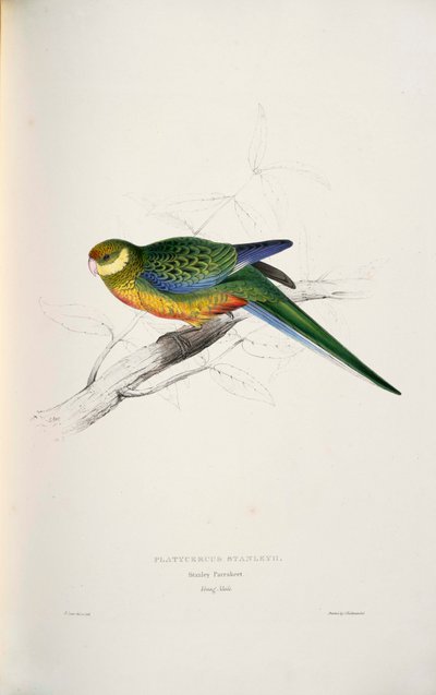 Platycercus icterotis door Edward Lear